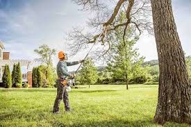 Best Tree Maintenance Programs  in Empire, CA