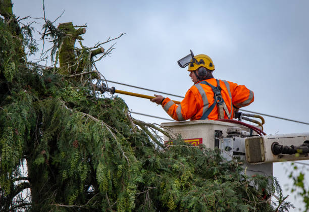 How Our Tree Care Process Works  in  Empire, CA