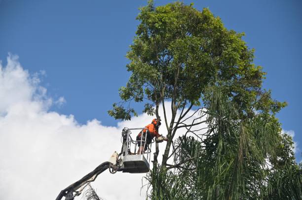 Best Tree Trimming and Pruning  in Empire, CA