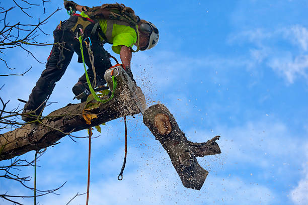 How Our Tree Care Process Works  in  Empire, CA