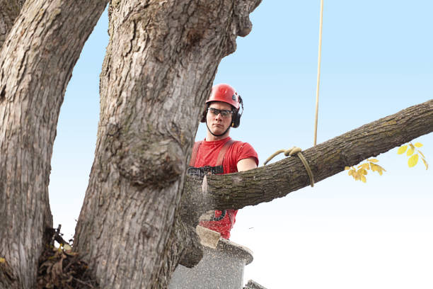 Best Firewood Processing and Delivery  in Empire, CA