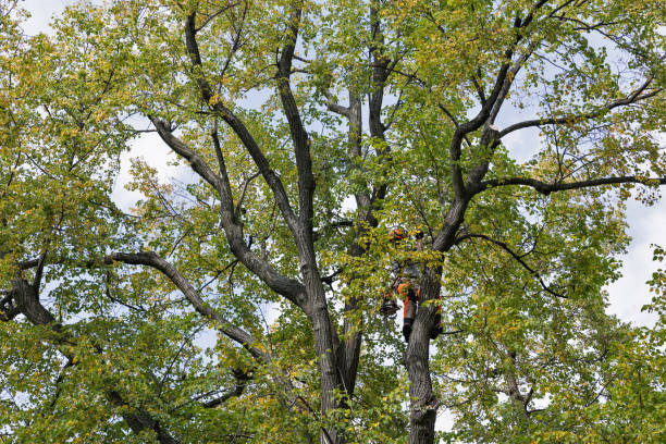 Best Tree Removal  in Empire, CA